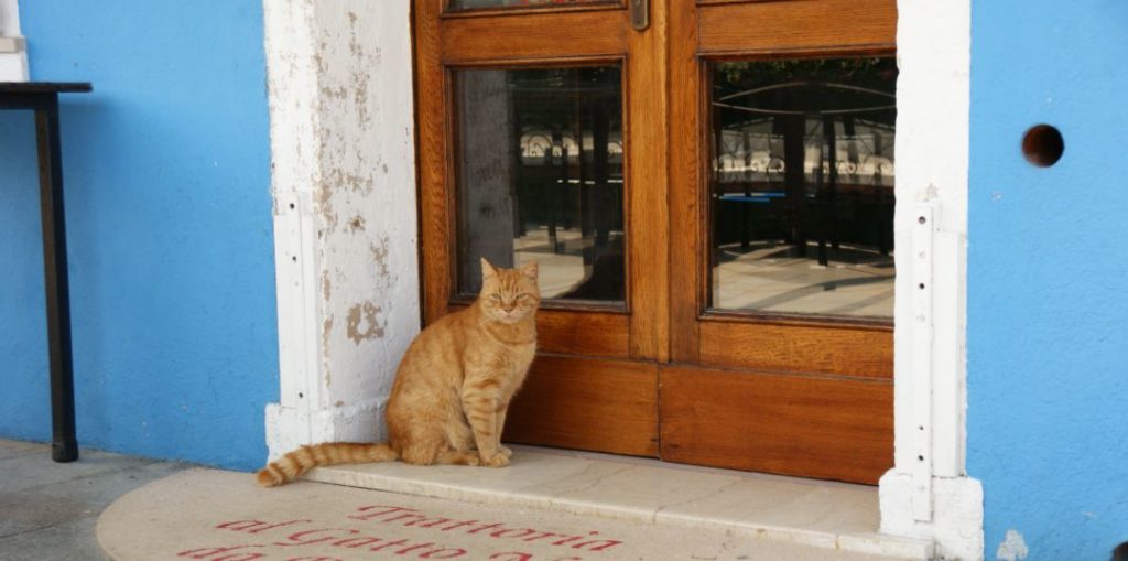 ドアと猫