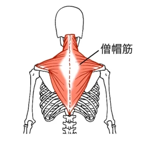 僧帽筋1