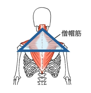 僧帽筋3